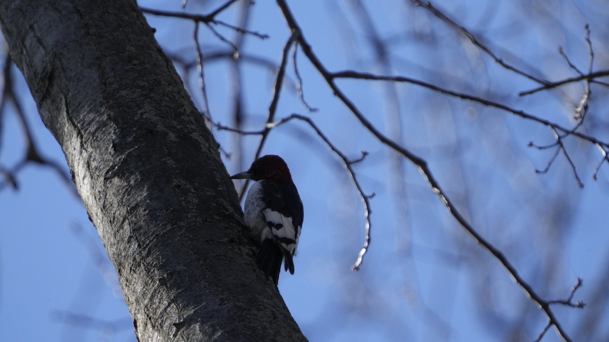 Red-headed Woodpecker - ML609002916