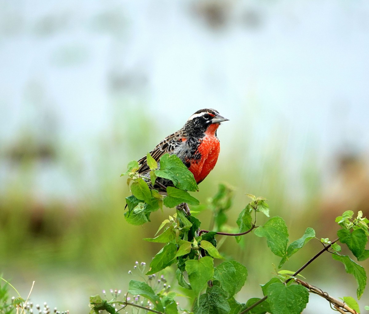 Peruvian Meadowlark - ML609002959