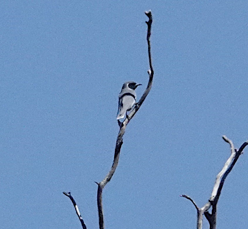 Masked Woodswallow - ML609003297
