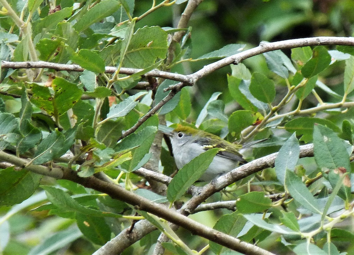 Chestnut-sided Warbler - ML609003301