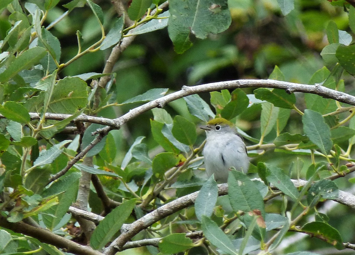 Chestnut-sided Warbler - ML609003302