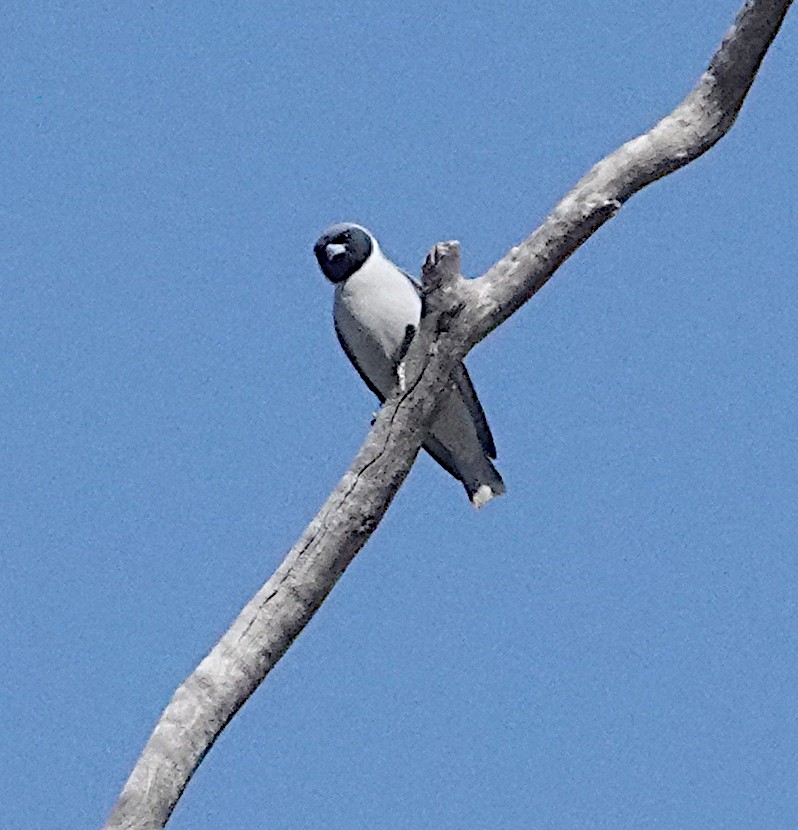 Masked Woodswallow - ML609003310