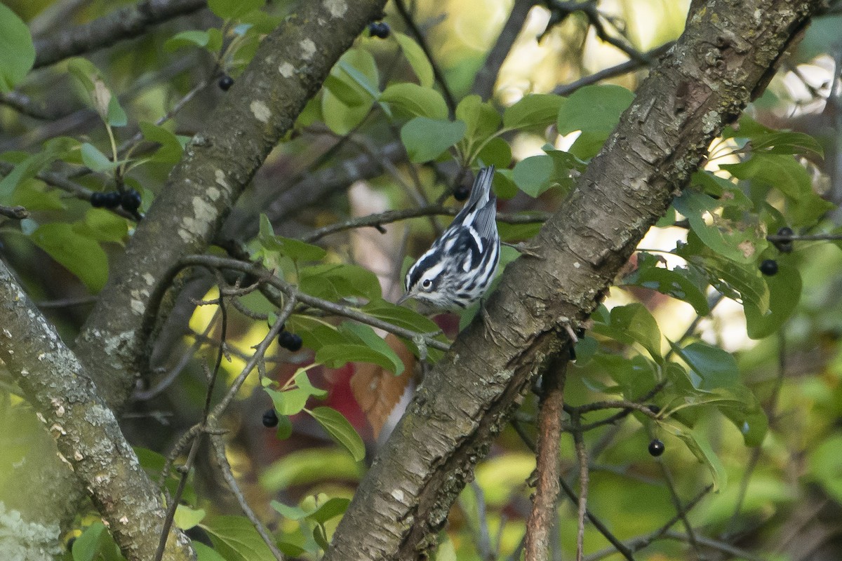 Black-and-white Warbler - ML609003316