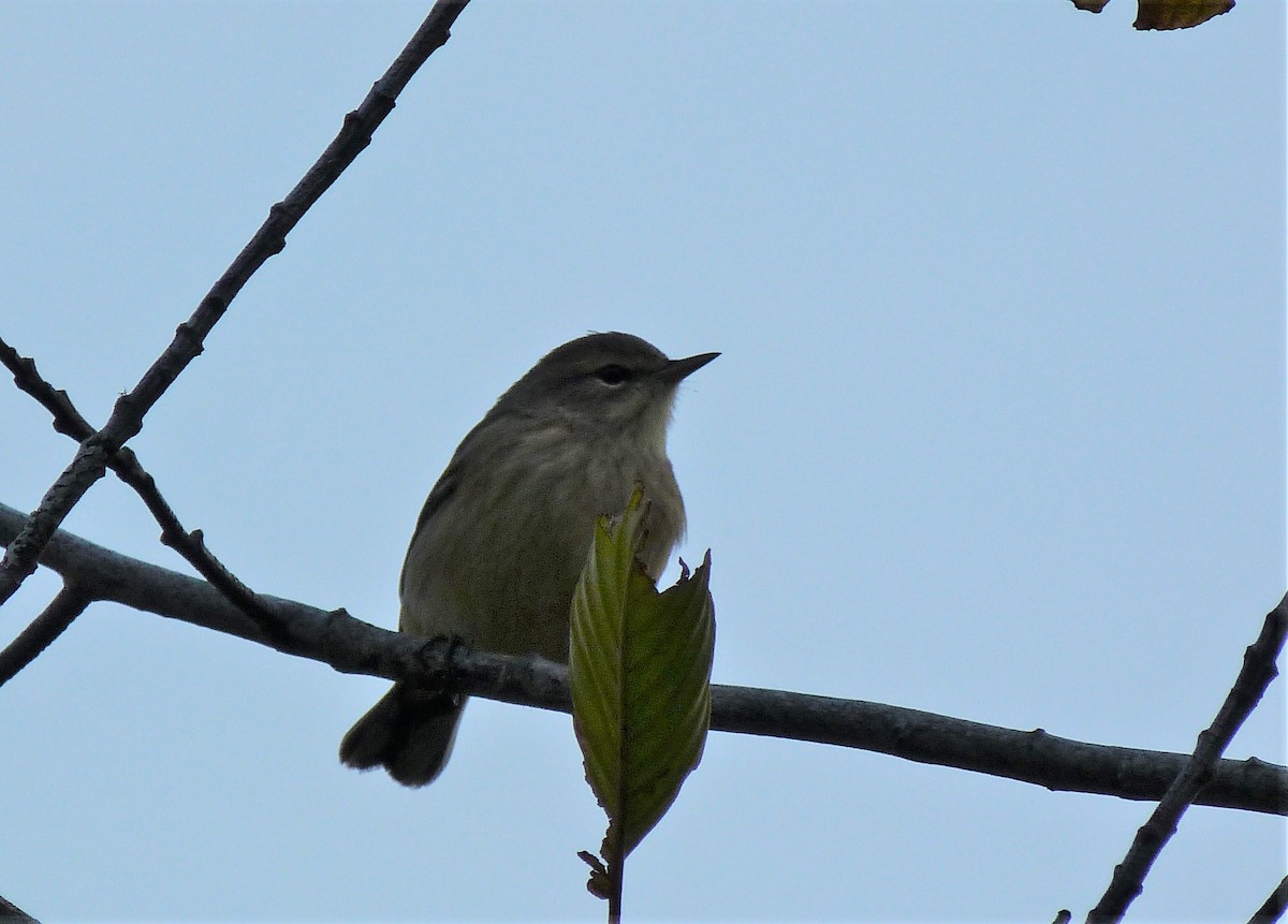 Palm Warbler (Western) - ML609003322