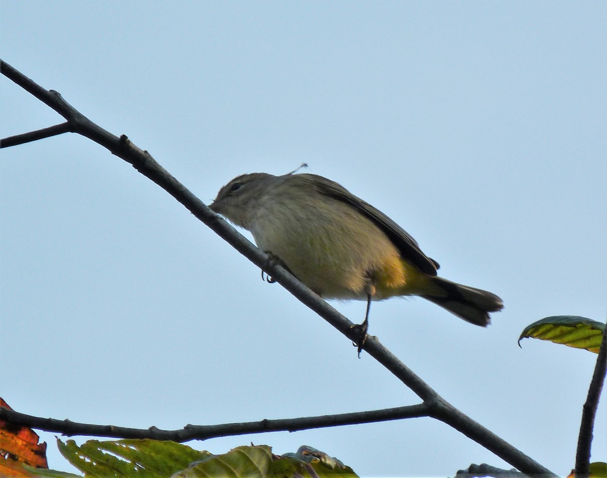 Palm Warbler (Western) - ML609003323