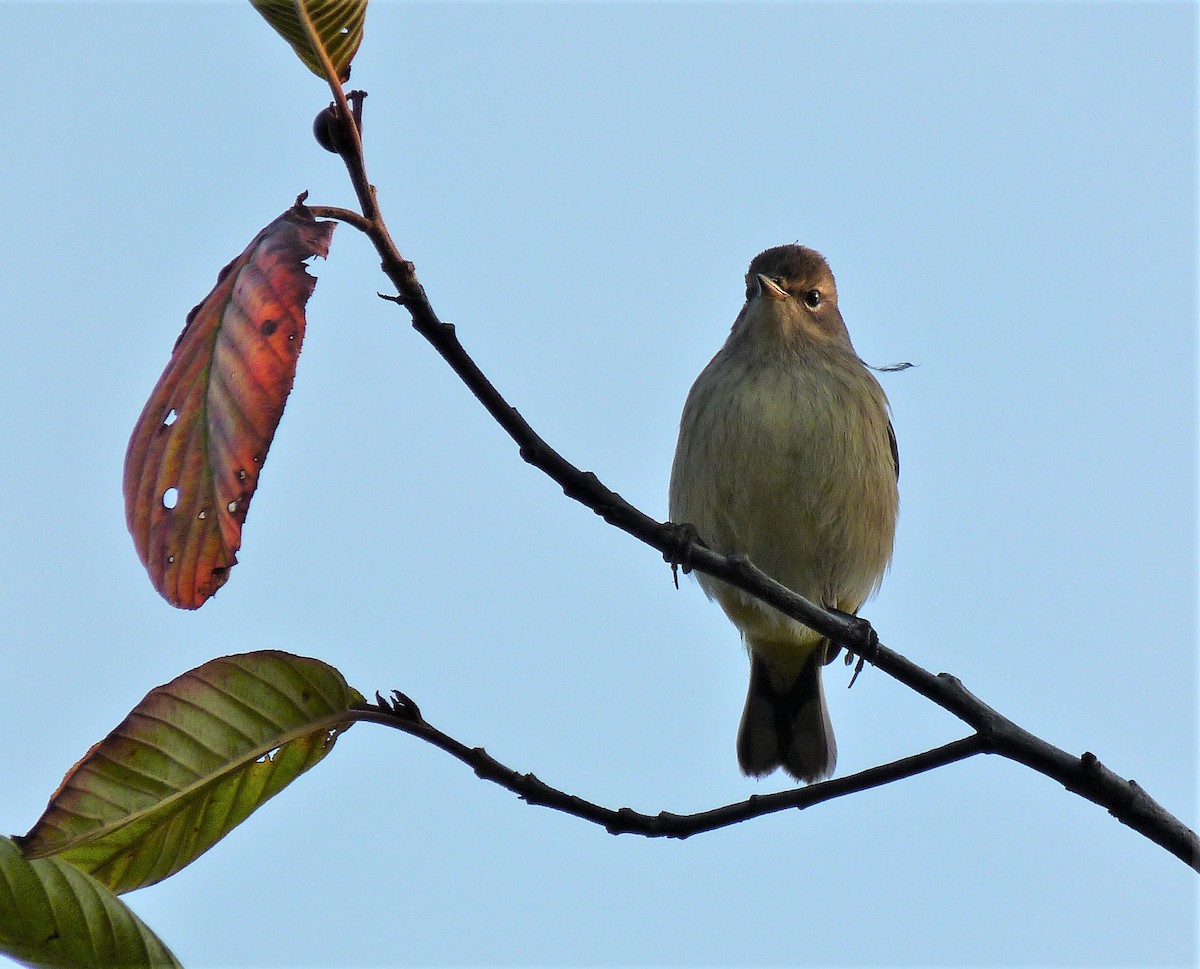 Palm Warbler (Western) - ML609003324