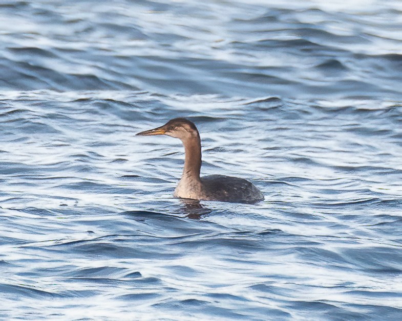 Red-necked Grebe - ML609003355