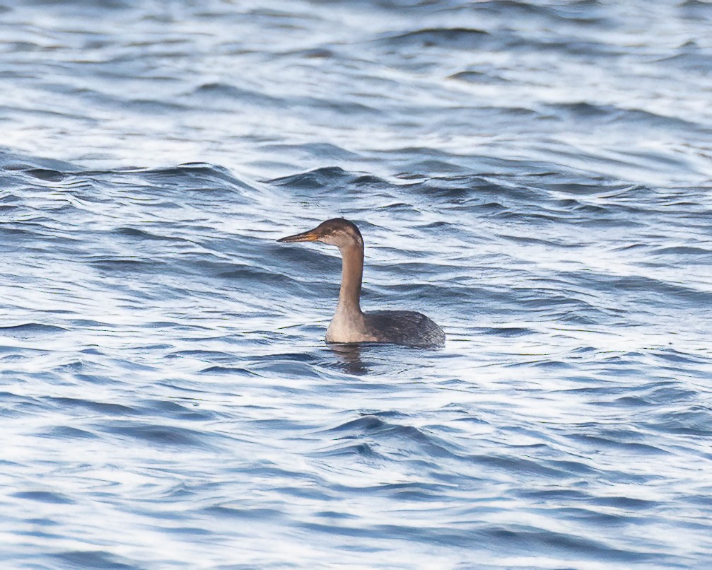 Red-necked Grebe - ML609003356