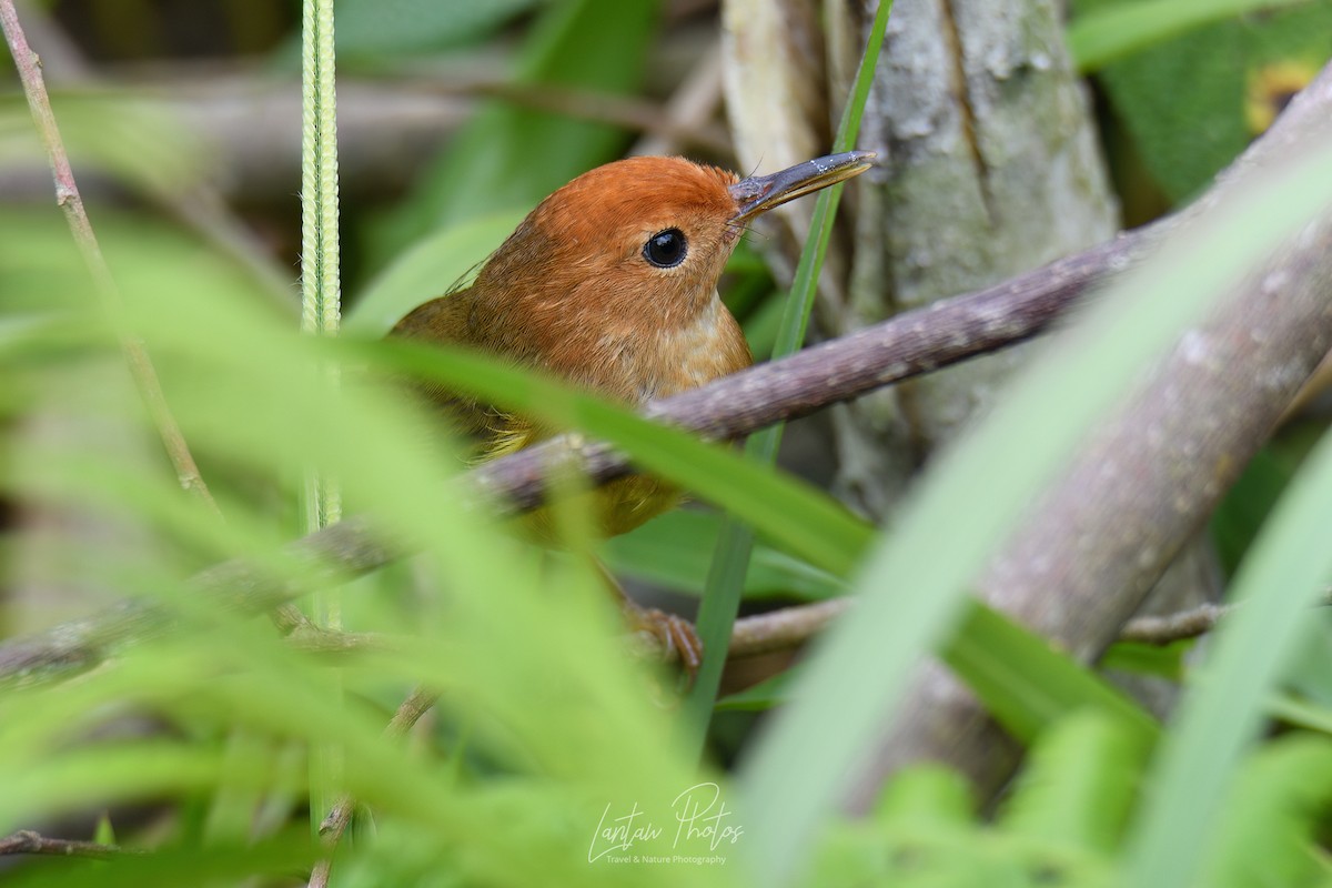 Rufous-headed Tailorbird - ML609003448