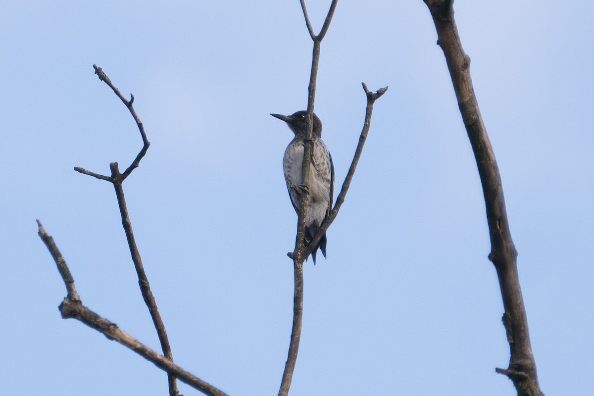 Red-headed Woodpecker - ML609003473