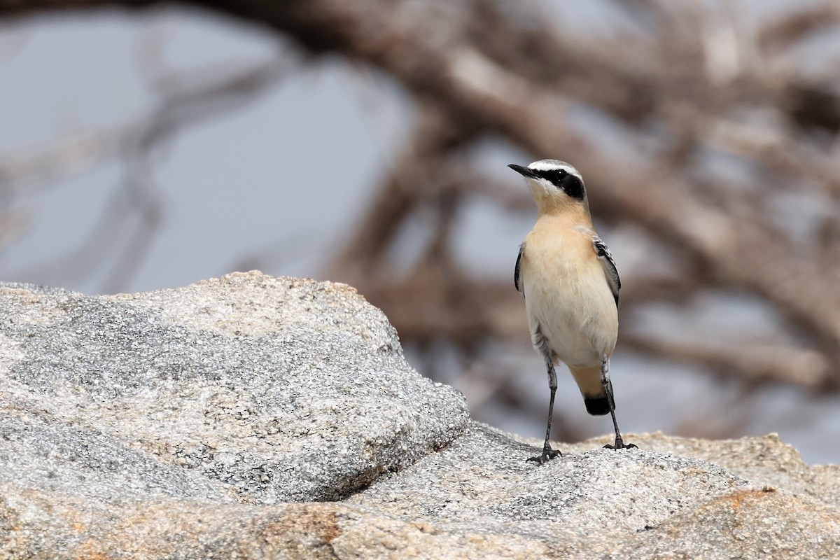 Northern Wheatear - Christophe PASQUIER