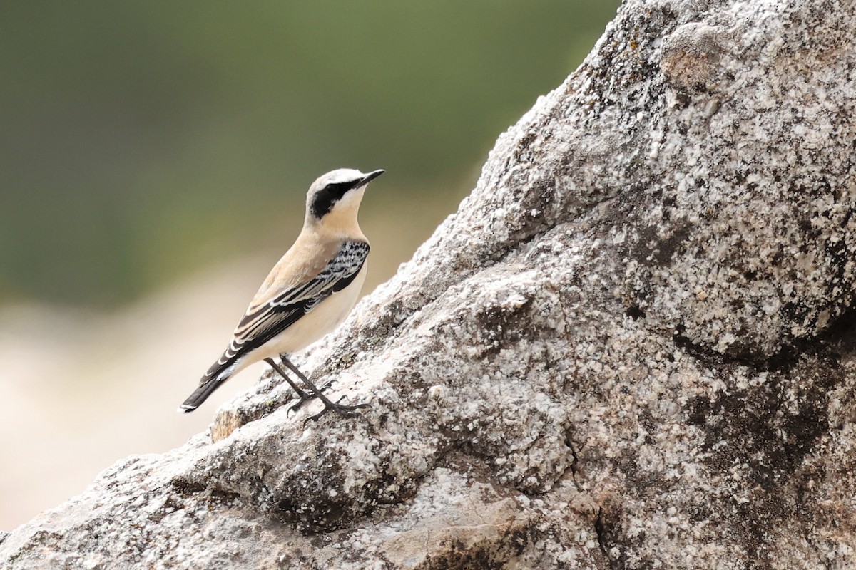 Northern Wheatear - ML609003495