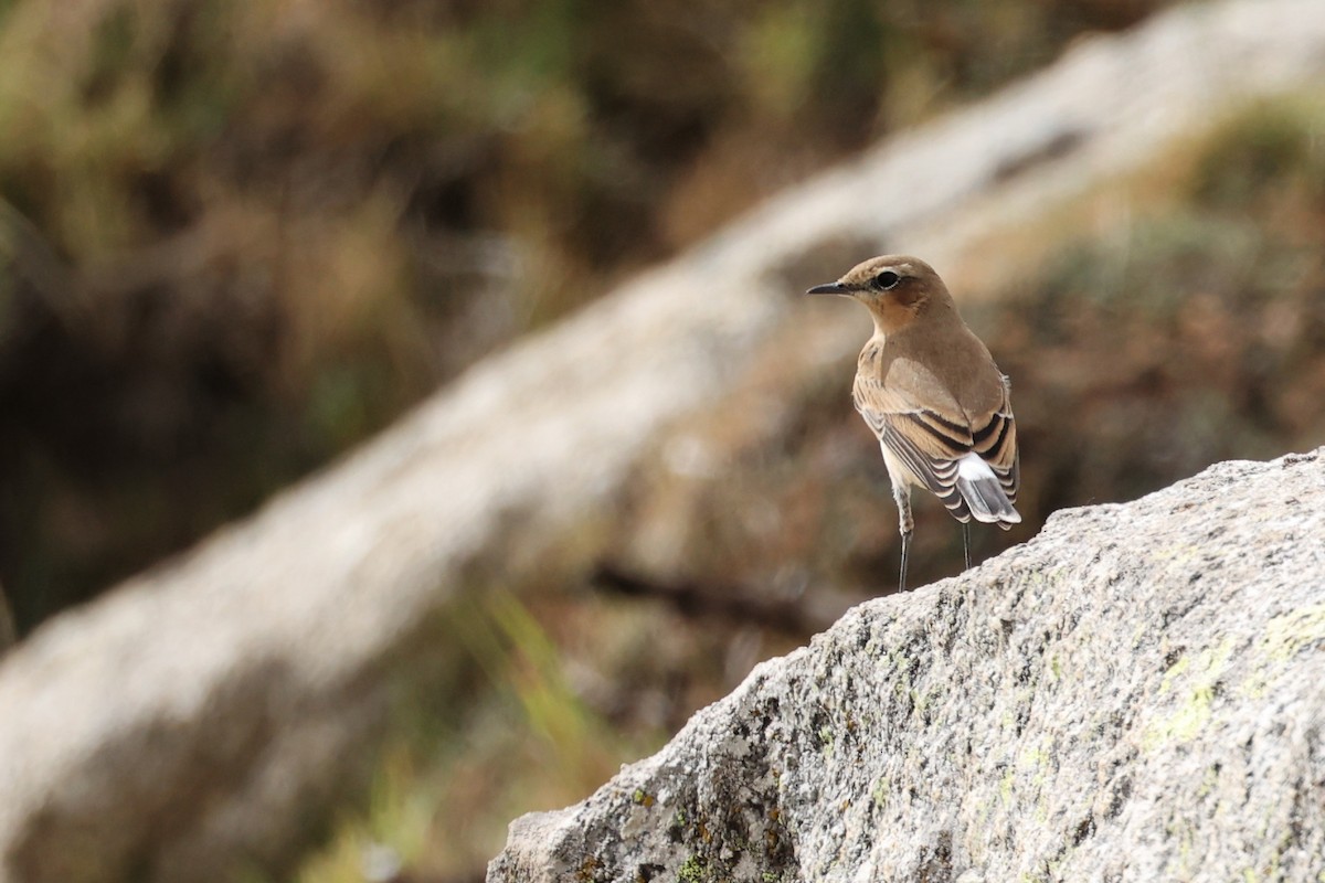 Northern Wheatear - ML609003496