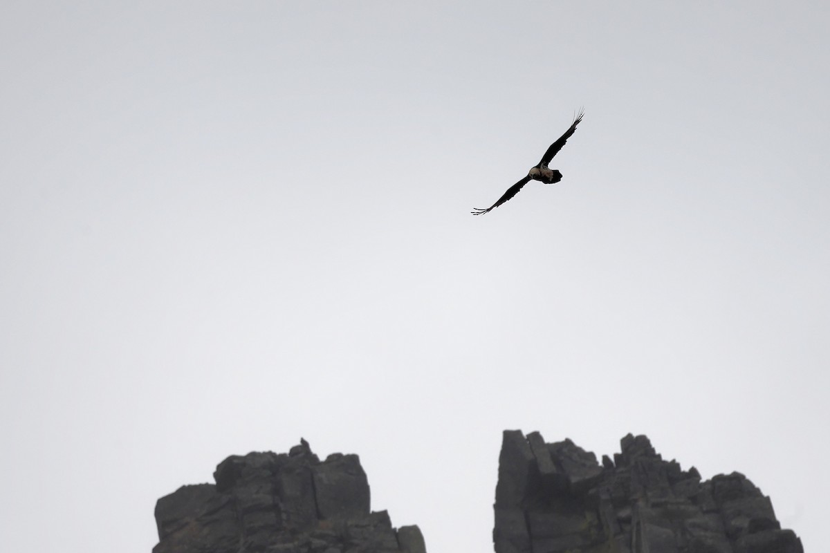 Bearded Vulture - ML609003507