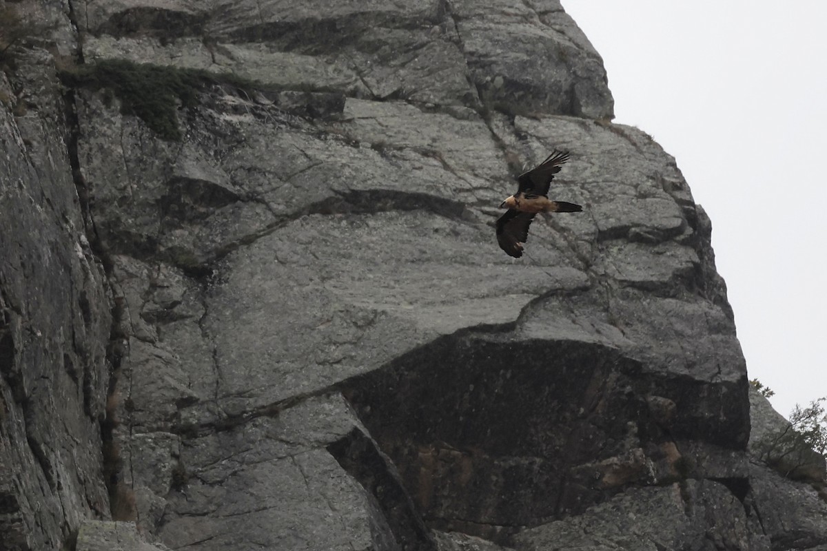 Bearded Vulture - ML609003513