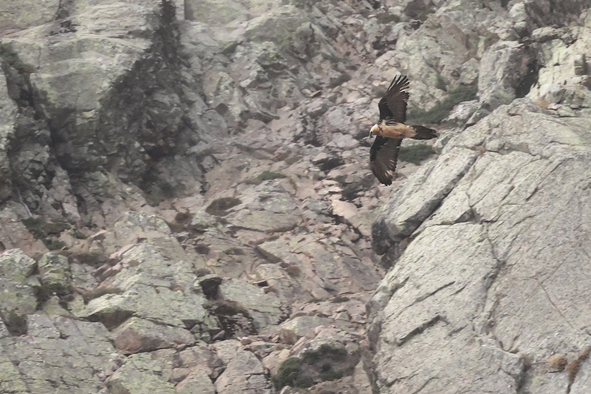 Bearded Vulture - ML609003518