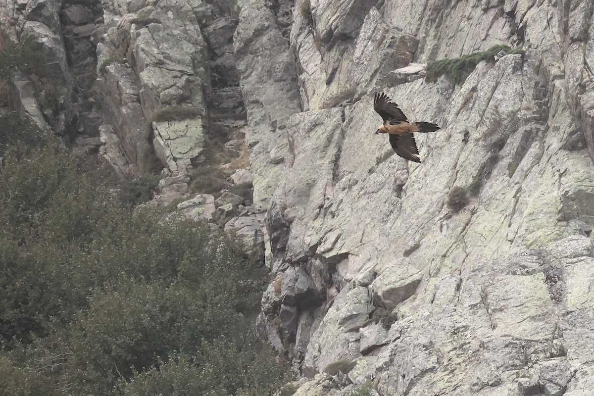 Bearded Vulture - ML609003520