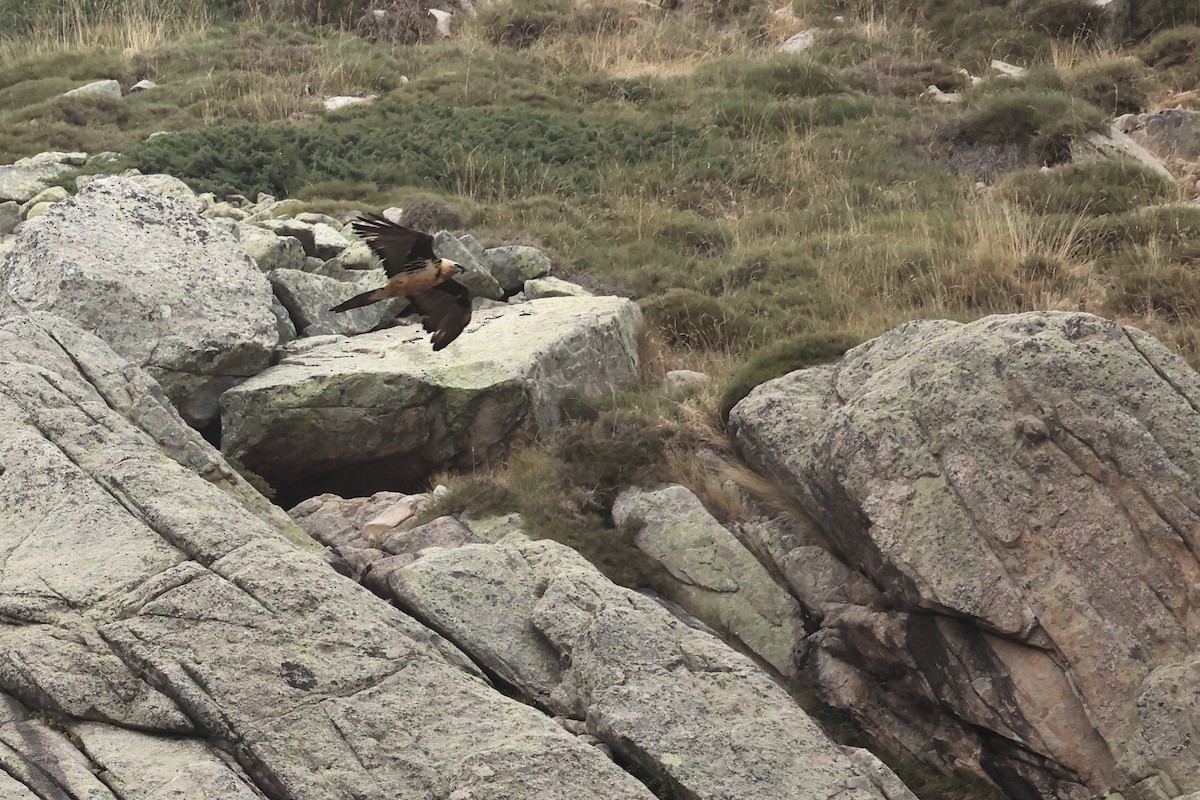 Bearded Vulture - ML609003532