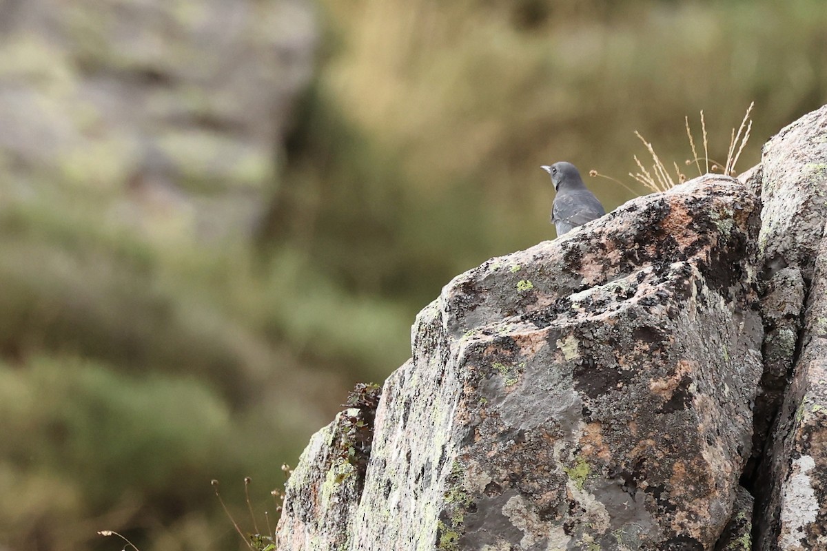 Blue Rock-Thrush - ML609003550