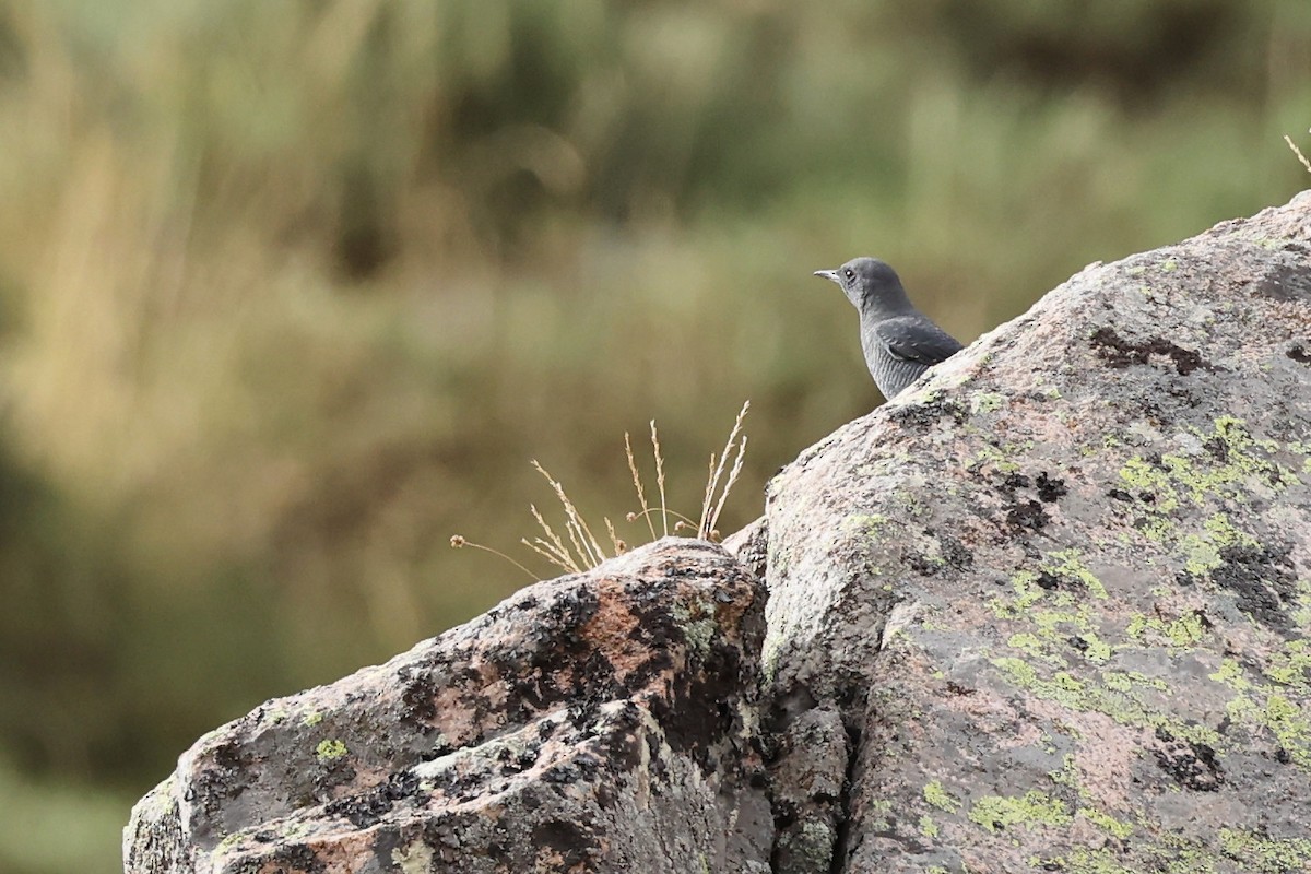 Blue Rock-Thrush - ML609003551