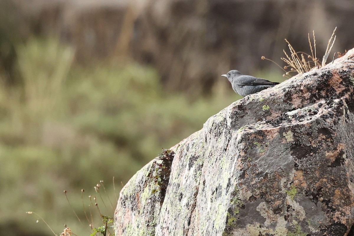 Blue Rock-Thrush - ML609003553