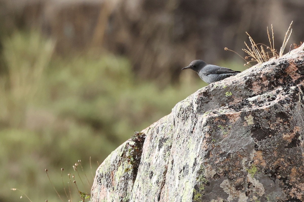 Blue Rock-Thrush - Christophe PASQUIER