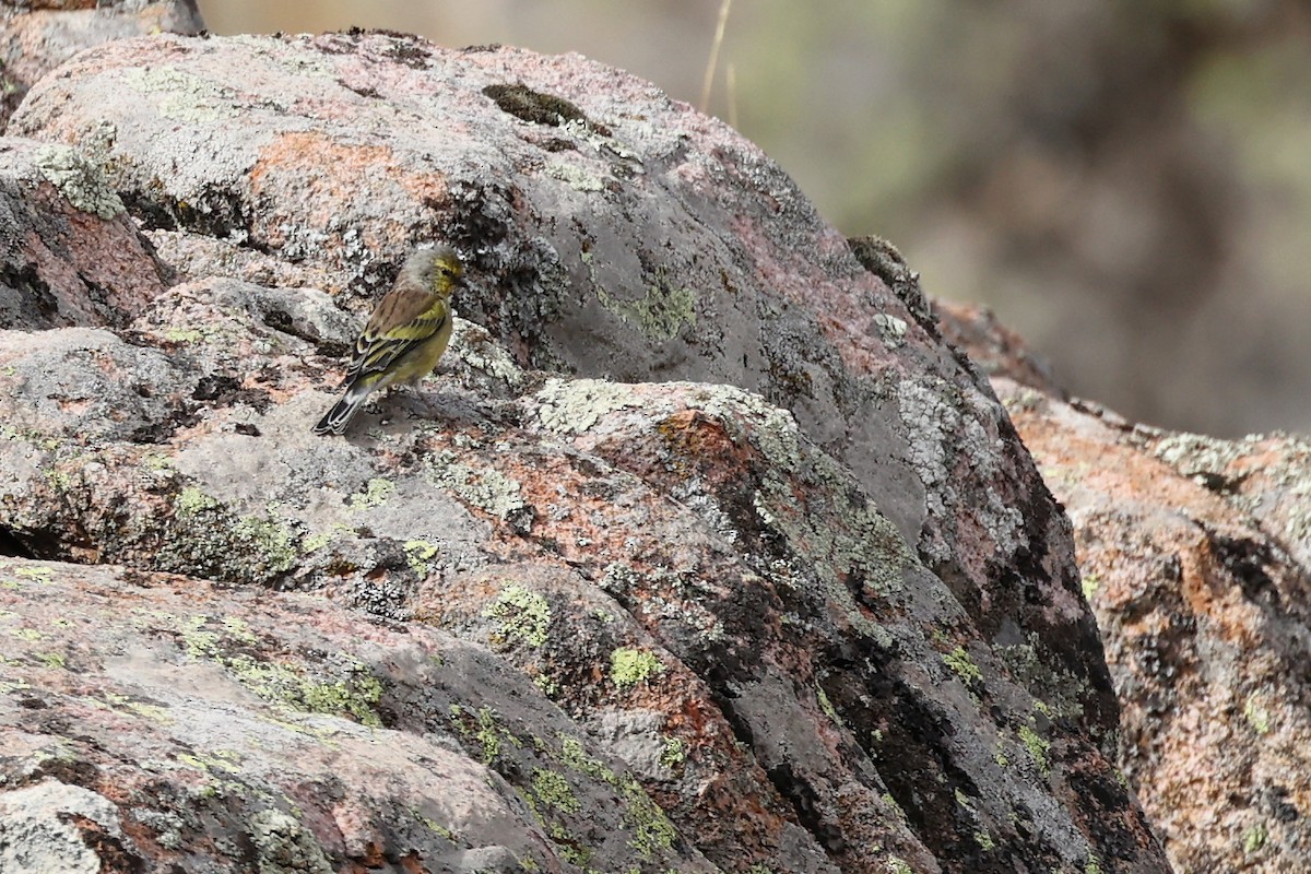 Corsican Finch - ML609003561