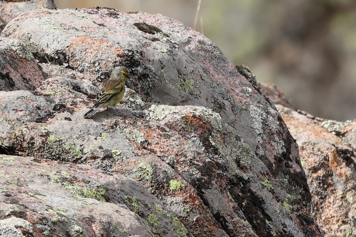 Corsican Finch - ML609003562