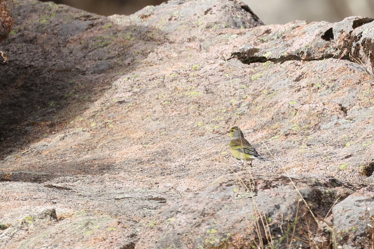 Corsican Finch - ML609003563