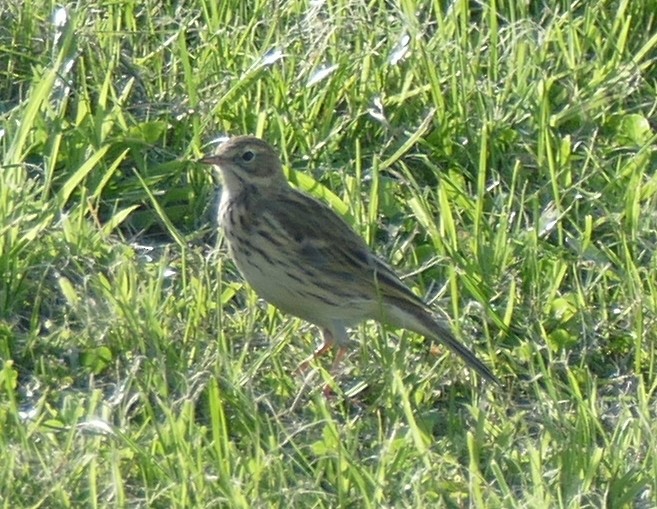 Eurasian Skylark - ML609003586