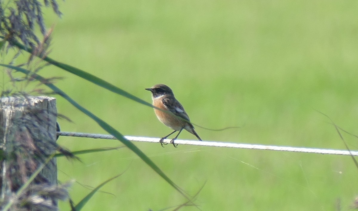 European Stonechat - ML609003589