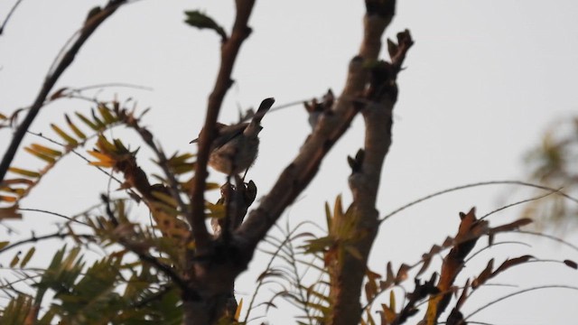 Bubbling Cisticola - ML609003635