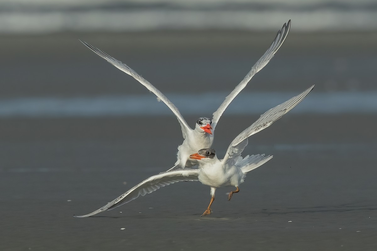 Caspian Tern - David Irving