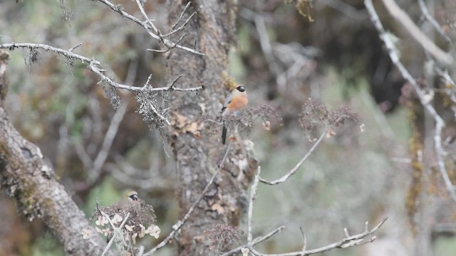 Red-headed Bullfinch - ML609003665