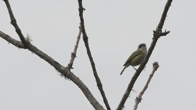 Vireo Alcaudón Verde - ML609003705