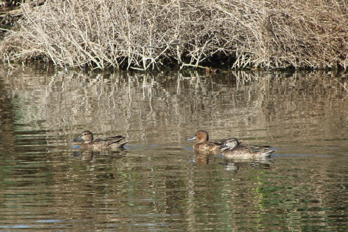 Cinnamon Teal - ML609003737