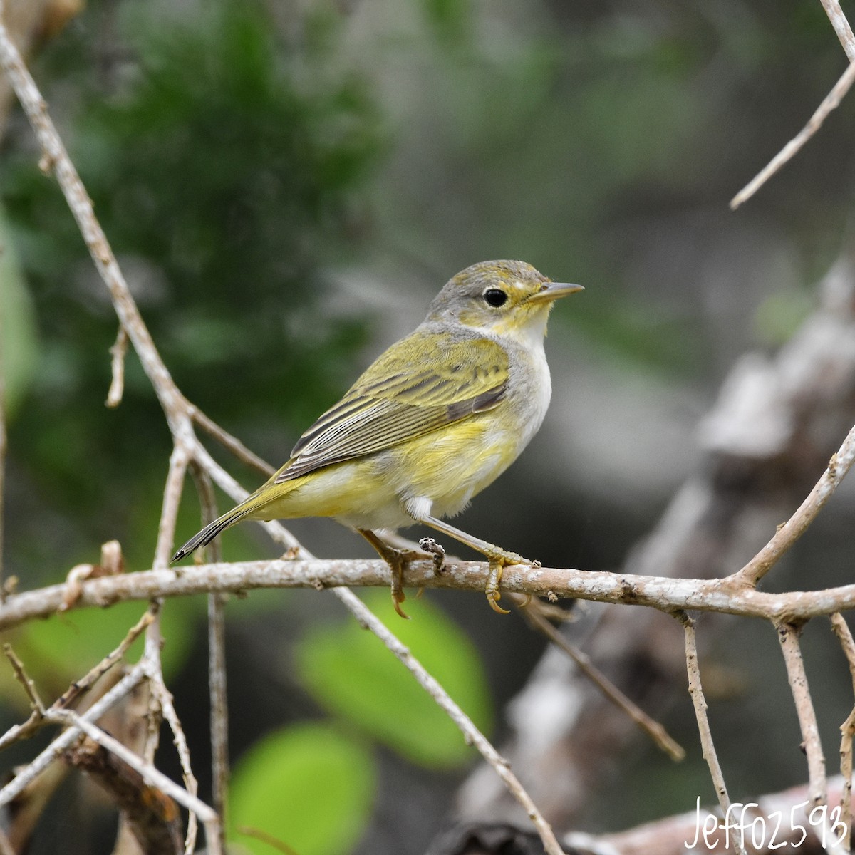 Yellow Warbler (Galapagos) - ML609003889