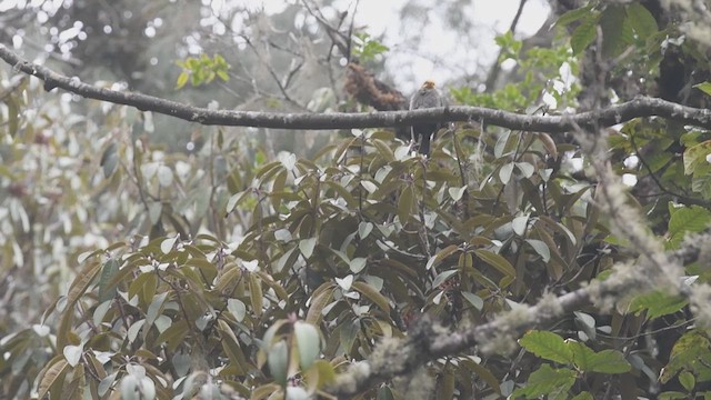 Yellow-rumped Honeyguide - ML609003902