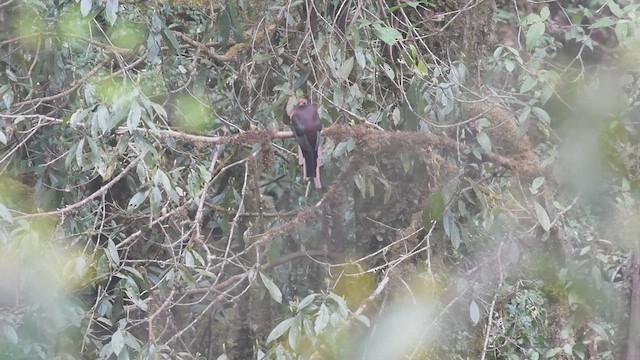 Ward's Trogon - ML609003918