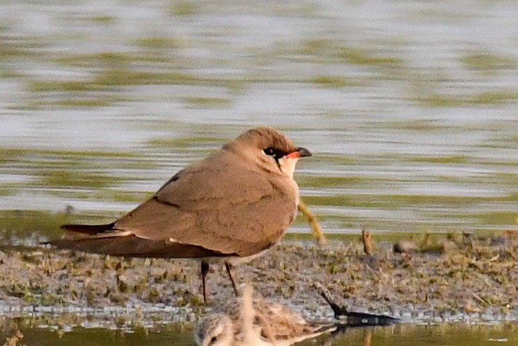 Collared Pratincole - Rishikesh  Lande