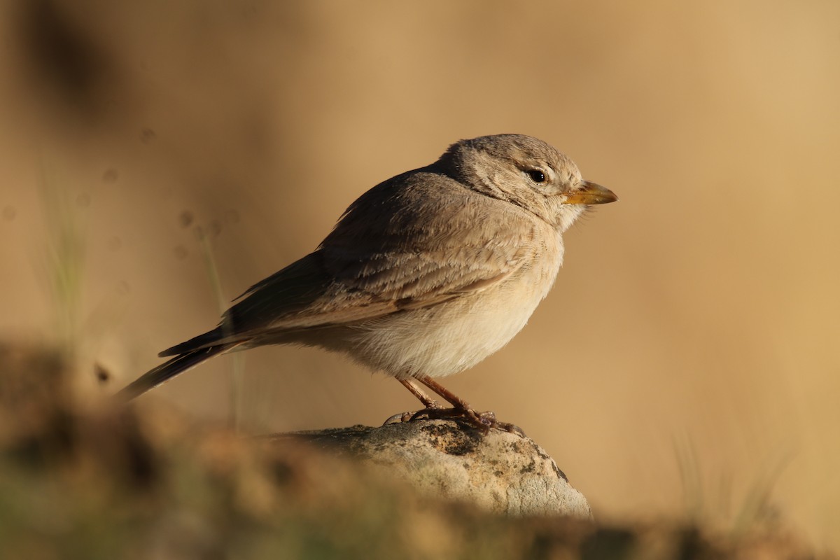 Desert Lark - ML609003944