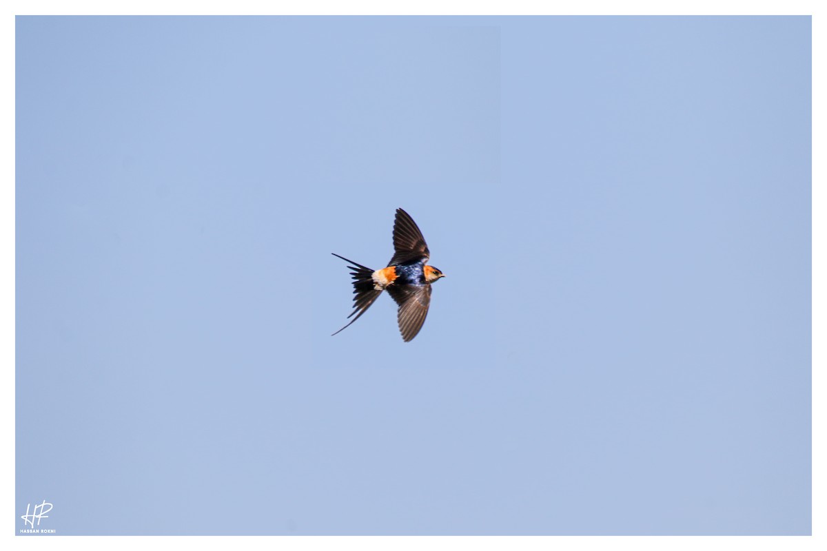 Red-rumped Swallow - ML609003950