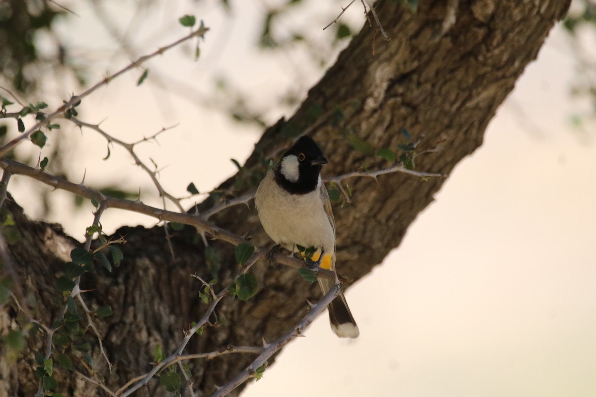 White-eared Bulbul - ML609003960