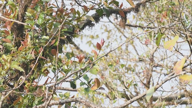 Fire-breasted Flowerpecker - ML609003996