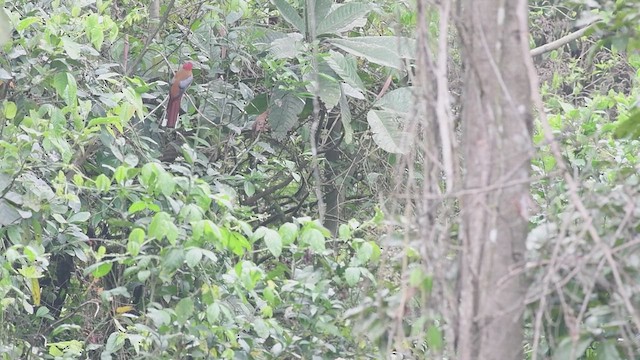 Red-headed Trogon - ML609004005