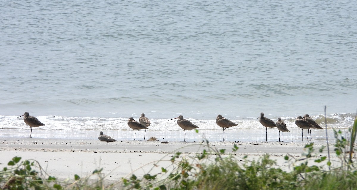 Marbled Godwit - ML609004068