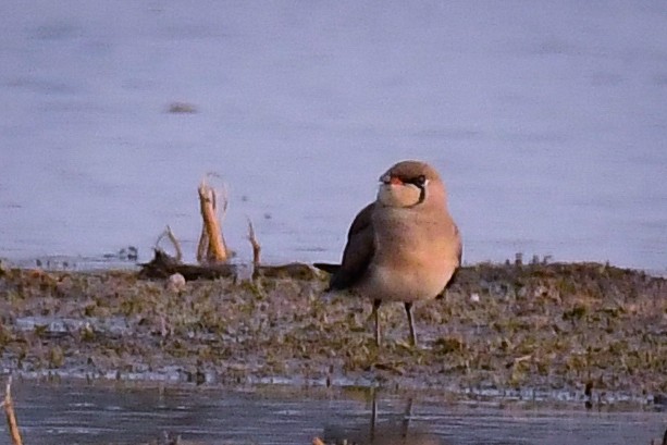 Collared Pratincole - Rishikesh  Lande