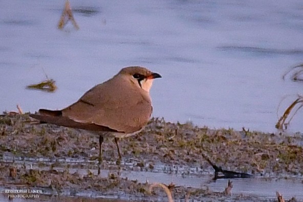 Collared Pratincole - Rishikesh  Lande