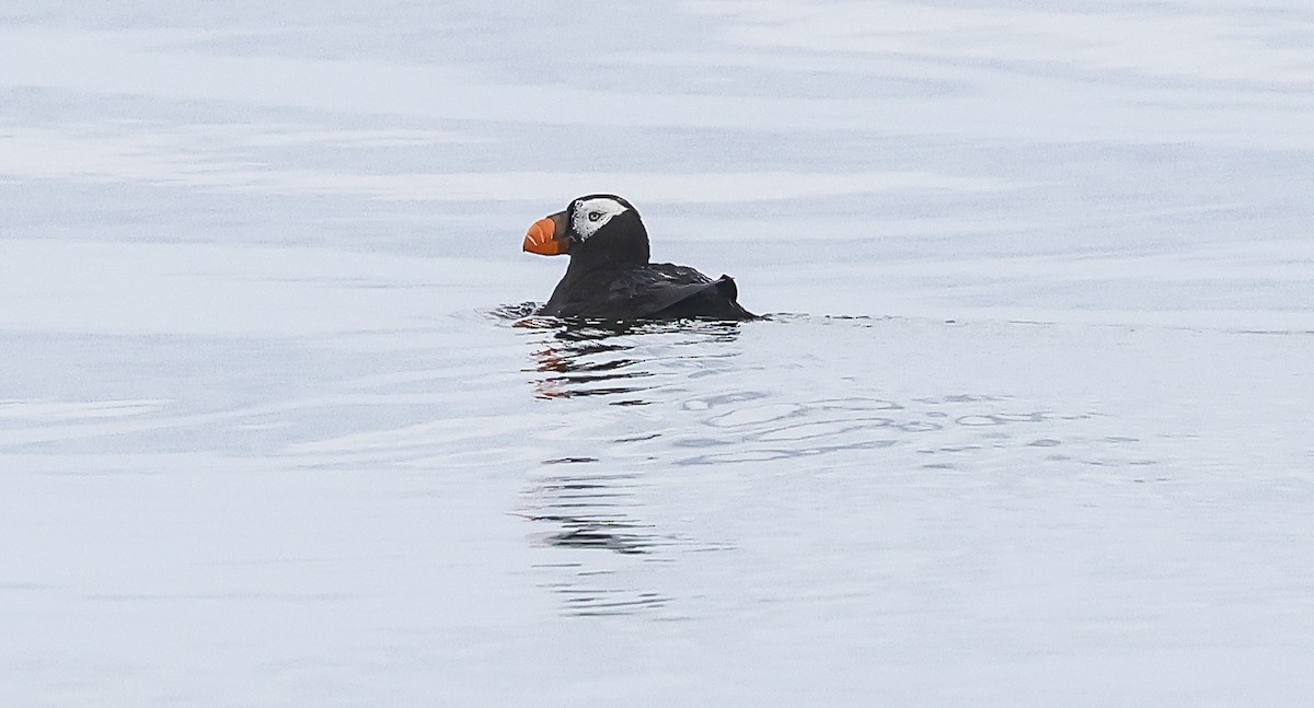 Tufted Puffin - ML609004113