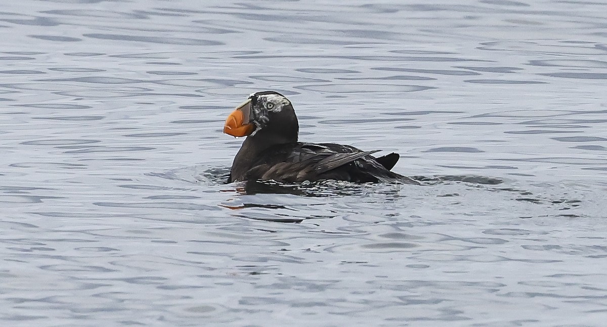 Tufted Puffin - ML609004117